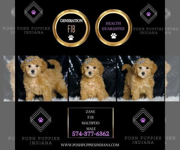 Medium Photo #99 Maltipoo (Miniature) Puppy For Sale in WARSAW, IN, USA