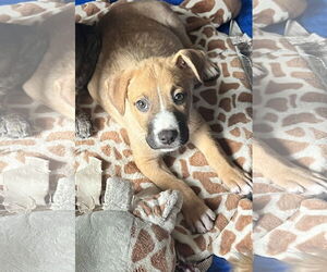Labrador Retriever-Unknown Mix Dogs for adoption in Royal Palm Beach, FL, USA