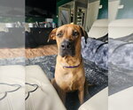 Small #2 Mastador