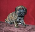 Small Photo #2 Cane Corso-Mastiff Mix Puppy For Sale in CABOOL, MO, USA