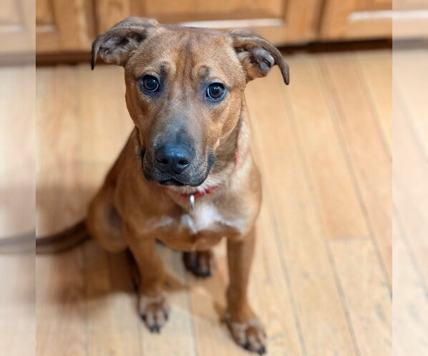 Medium Photo #5 Mutt Puppy For Sale in Canton, CT, USA