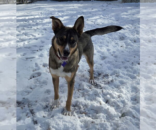 Medium Photo #13 Mutt Puppy For Sale in Oak Bluffs, MA, USA