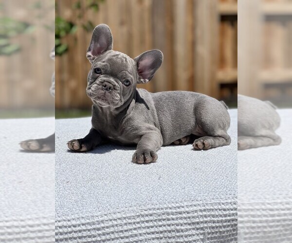 Medium Photo #1 French Bulldog Puppy For Sale in ANTELOPE, CA, USA