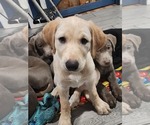 Puppy Rickette Labrador Retriever