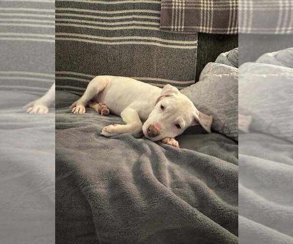 Medium Photo #9 Labrador Retriever-Unknown Mix Puppy For Sale in New York, NY, USA