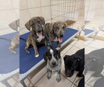 Small #2 Bluetick Coonhound Mix