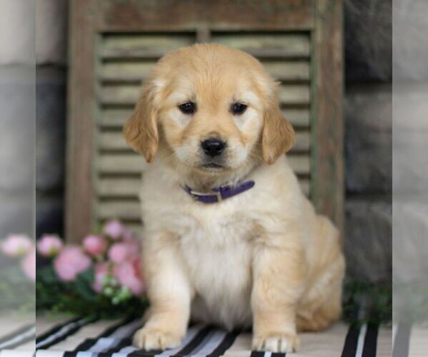 Medium Photo #3 Golden Retriever Puppy For Sale in LITITZ, PA, USA