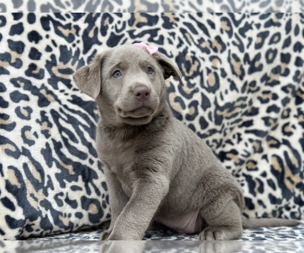 Medium Photo #4 Labrador Retriever Puppy For Sale in LANCASTER, PA, USA