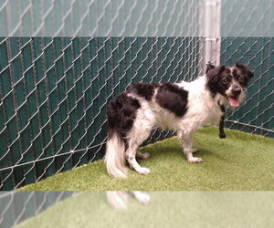 Chihuahua-Unknown Mix Dogs for adoption in Downey, CA, USA