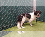 PENN - Male Chihuahua-Unknown Mix Dog for Adoption - Small photo