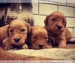 Small Photo #16 Goldendoodle Puppy For Sale in GOODLETTSVILLE, TN, USA