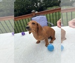 Small #4 Dachshund