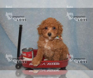 Poodle (Toy) Puppy for sale in SANGER, TX, USA