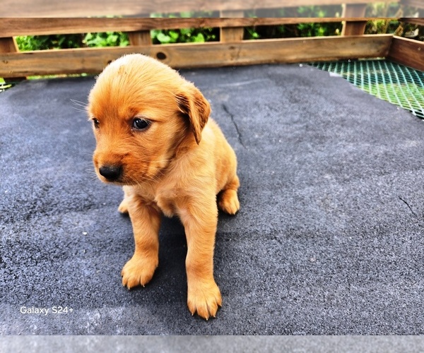 Medium Photo #2 Golden Retriever Puppy For Sale in LEON, KS, USA