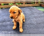 Small #1 Golden Retriever