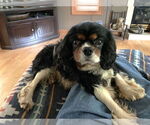 Small #1 Cavalier King Charles Spaniel