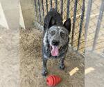 Small #1 Texas Heeler