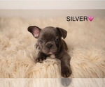 Puppy Silver French Bulldog