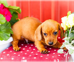 Small #7 Dachshund