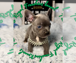 Small #1 French Bulldog