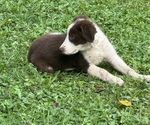 Puppy Taylor Borador