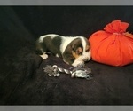 Small Photo #13 Basset Hound Puppy For Sale in CLAREMORE, OK, USA