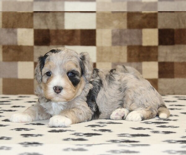 Medium Photo #2 Bernedoodle (Miniature) Puppy For Sale in DENVER, PA, USA