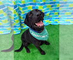 Small #2 Labrador Retriever