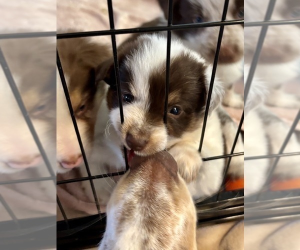 Medium Photo #23 Border Collie Puppy For Sale in MARYVILLE, TN, USA