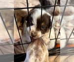 Small Photo #23 Border Collie Puppy For Sale in MARYVILLE, TN, USA