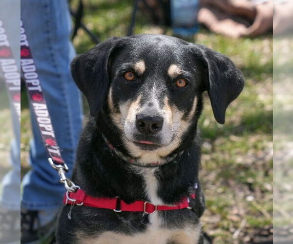 Medium Photo #3 Labrador Retriever-Unknown Mix Puppy For Sale in Dublin, OH, USA