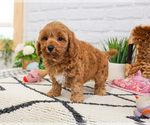 Small #5 Cavapoo (Miniature)
