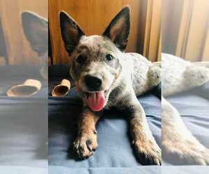 Australian Cattle Dog Puppy for sale in WALLACE, NC, USA