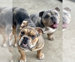 Small #10 Olde English Bulldogge