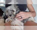 Small Photo #8 Havanese Puppy For Sale in CASA GRANDE, AZ, USA
