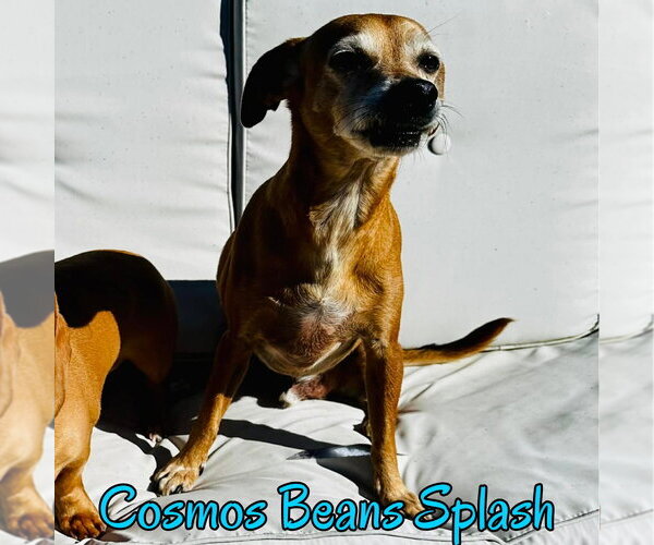 Medium Photo #45 Chiweenie Puppy For Sale in San Antonio, TX, USA