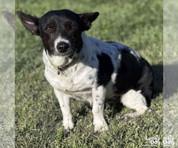 Medium Photo #1 Mutt Puppy For Sale in Washington, DC, USA