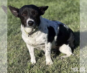 Mutt Dogs for adoption in Washington, DC, USA