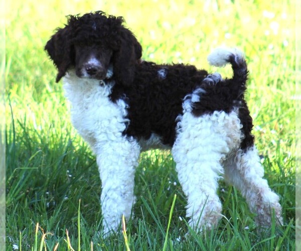 Medium Photo #11 Poodle (Standard) Puppy For Sale in LINDEN, TN, USA