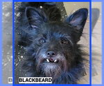 Small Photo #2 Mutt Puppy For Sale in Granbury, TX, USA