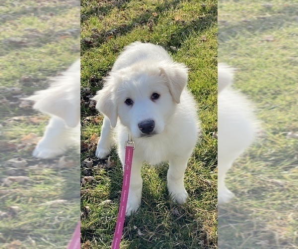 Medium Photo #11 Great Pyrenees Puppy For Sale in CANOGA, NY, USA