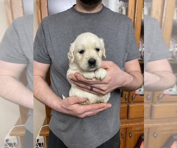 Medium Photo #9 Golden Retriever Puppy For Sale in WEAVERVILLE, NC, USA