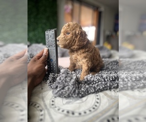 Aussiedoodle Miniature -Goldendoodle Mix Puppy for sale in GLENDORA, NJ, USA