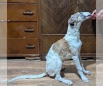 Small #5 Borzoi