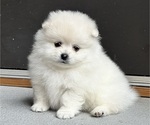 Small Pomeranian