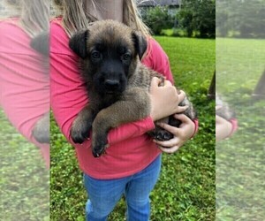 Medium Malinois