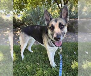 German Shepherd Dog Dogs for adoption in Martinez, CA, USA