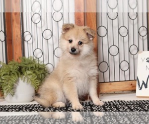 Poodle (Toy) Puppy for sale in NAPLES, FL, USA