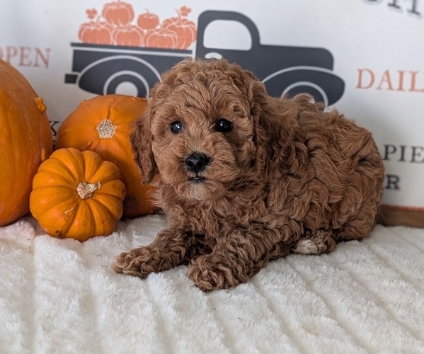 Medium Photo #9 Poodle (Miniature) Puppy For Sale in GOSHEN, IN, USA