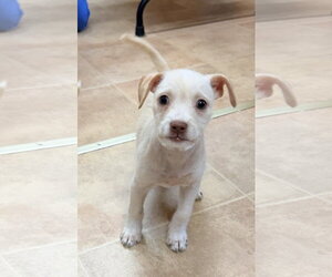 Chihuahua-Unknown Mix Dogs for adoption in Raleigh, NC, USA